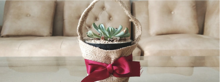 Plants That Make Perfect Housewarming Gifts