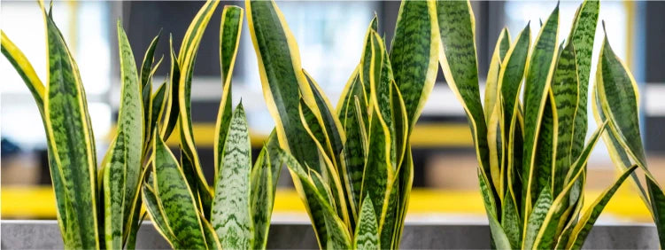 Benefits of a Snake Plant