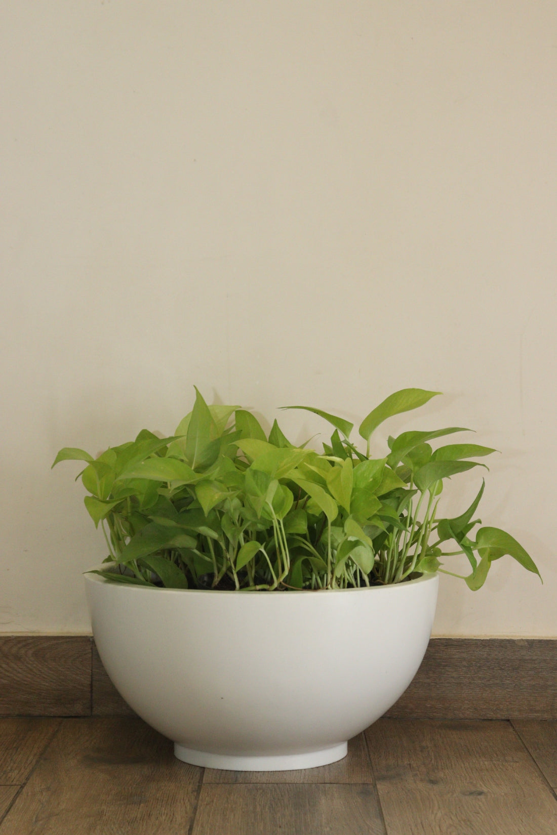 KTR Bowl Planter