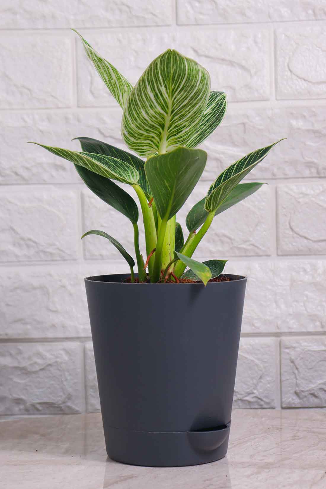 Philodendron Birkin – Pariworld