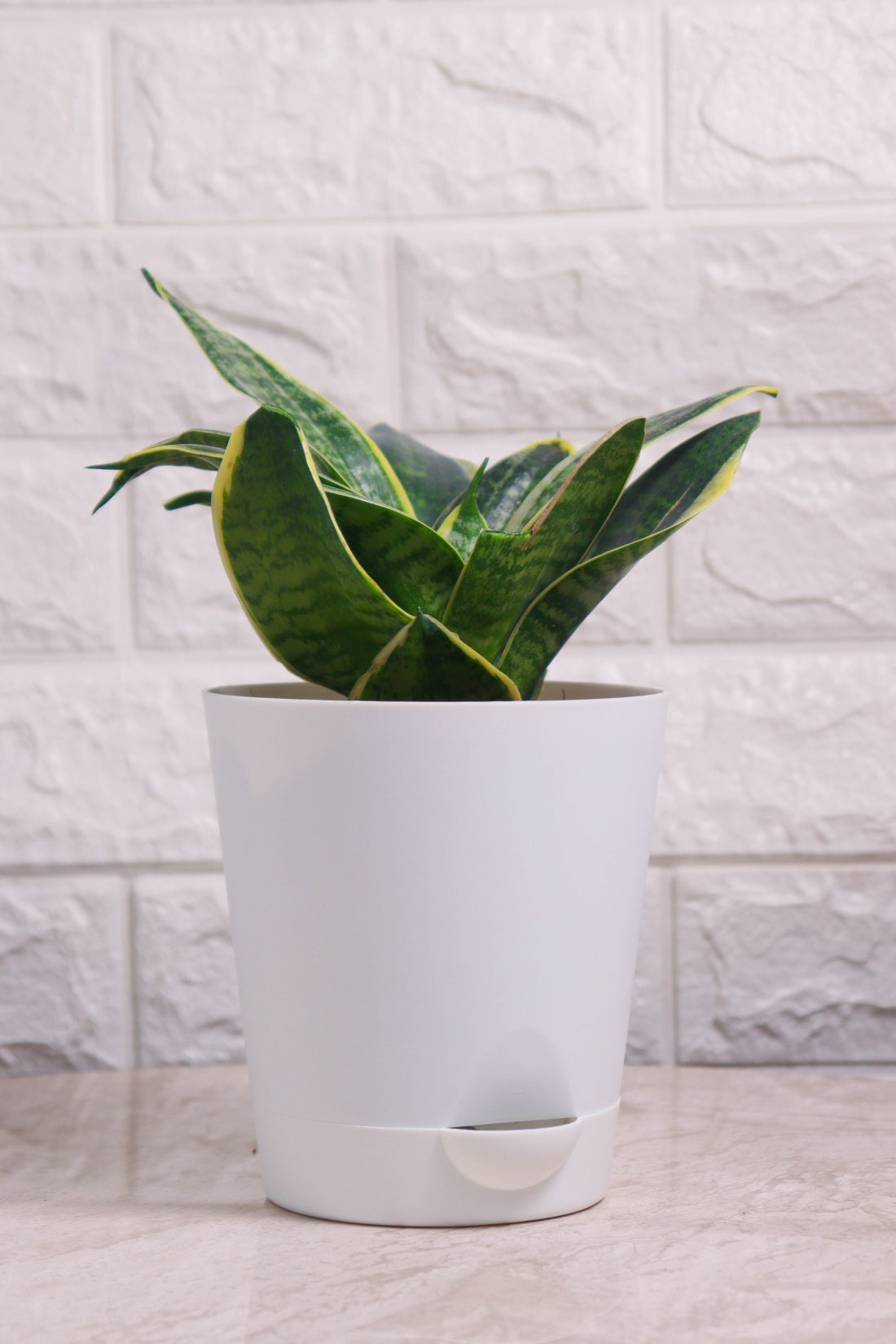 Sansevieria Trifasciata &